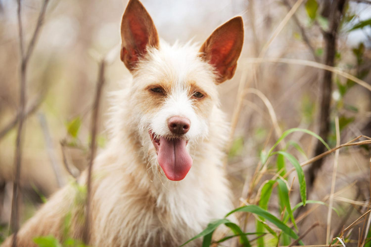 Broca, une chienne pas comme les autres. Un amour!