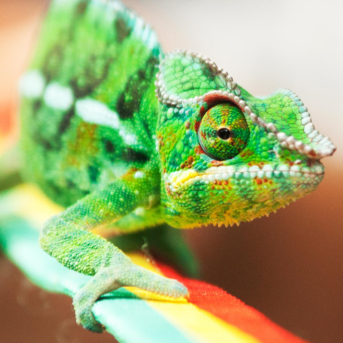 La reggae lui va à merveille.