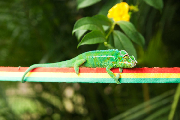 Allez, plus dur, sur la tranche!