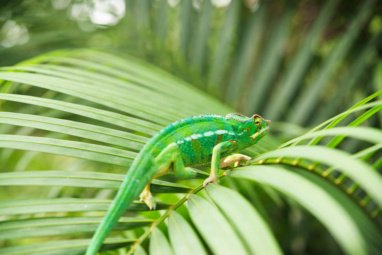 "Bon, ben merci, mais j'ai faim, je vais me chopper quelques mouches."